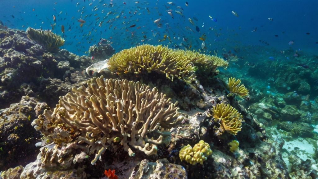 الشعاب المرجانية في جزيرة موريشيوس